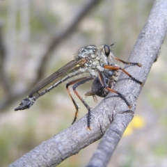Dolopus rubrithorax (Large Brown Robber Fly) at Mount Taylor - 24 Nov 2017 by MatthewFrawley