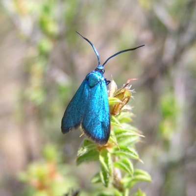 Pollanisus (genus) (A Forester Moth) at Mount Taylor - 24 Nov 2017 by MatthewFrawley