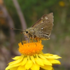 Trapezites luteus (Yellow Ochre, Rare White-spot Skipper) at Kambah, ACT - 24 Nov 2017 by MatthewFrawley