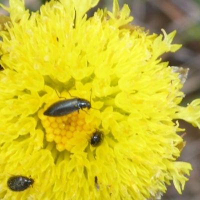 Dasytinae (subfamily) (Soft-winged flower beetle) at Cooma Grasslands Reserves - 23 Nov 2017 by JanetRussell