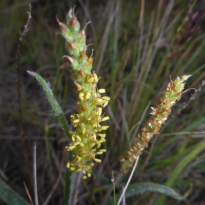 Plantago gaudichaudii (Narrow Plantain) at Polo Flat, NSW - 23 Nov 2017 by JanetRussell