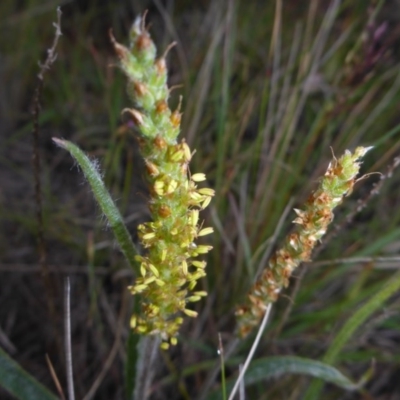 Plantago gaudichaudii (Narrow Plantain) at Cooma Grasslands Reserves - 22 Nov 2017 by JanetRussell