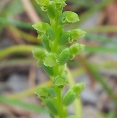 Microtis sp. (Onion Orchid) at Kambah, ACT - 25 Nov 2017 by RosemaryRoth