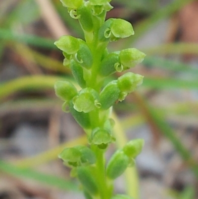 Microtis sp. (Onion Orchid) at Kambah, ACT - 25 Nov 2017 by RosemaryRoth