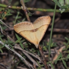 Anachloris subochraria (Golden Grass Carpet) at Paddys River, ACT - 26 Feb 2015 by MichaelBedingfield