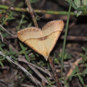 Anachloris subochraria at Paddys River, ACT - 26 Feb 2015 08:08 PM