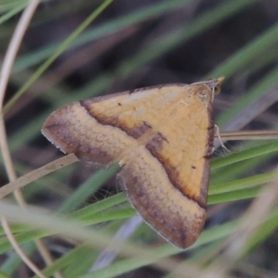 Anachloris subochraria (Golden Grass Carpet (Ennominae)) at Paddys River, ACT - 12 Mar 2015 by MichaelBedingfield