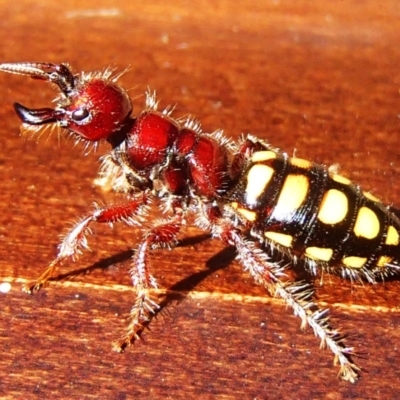 Catocheilus sp. (genus) (Smooth flower wasp) at Barragga Bay, NSW - 25 Nov 2017 by narelle