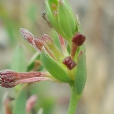 Pimelea curviflora (Curved Rice-flower) at Isaacs Ridge Offset Area - 10 Nov 2017 by Mike