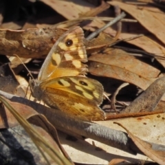 Geitoneura klugii (Marbled Xenica) at Paddys River, ACT - 10 Mar 2017 by RodDeb