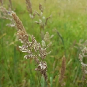 Holcus lanatus at Jerrabomberra, ACT - 26 Nov 2017