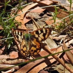 Argynnina cyrila (Forest brown, Cyril's brown) at Paddys River, ACT - 22 Nov 2017 by RodDeb