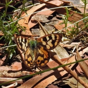 Argynnina cyrila at Paddys River, ACT - 22 Nov 2017