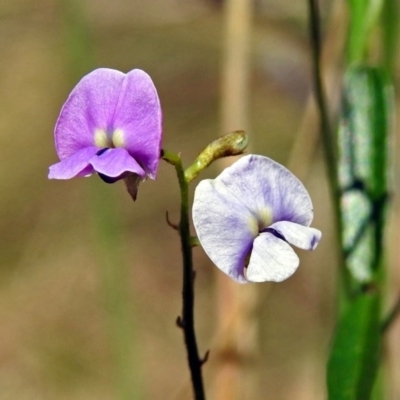 Glycine clandestina (Twining Glycine) at Paddys River, ACT - 21 Nov 2017 by RodDeb