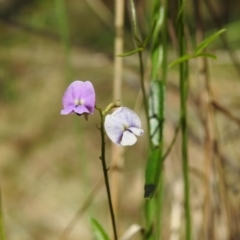 Glycine clandestina at Paddys River, ACT - 22 Nov 2017 10:33 AM