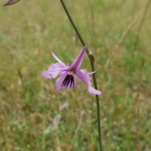 Arthropodium fimbriatum at Jerrabomberra, ACT - 26 Nov 2017