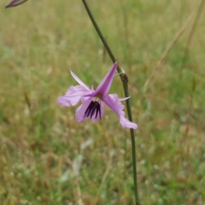 Arthropodium fimbriatum (Nodding Chocolate Lily) at Jerrabomberra, ACT - 26 Nov 2017 by Mike