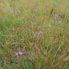 Arthropodium fimbriatum at Jerrabomberra, ACT - 26 Nov 2017