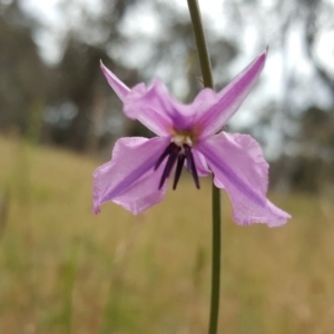 Arthropodium fimbriatum at Jerrabomberra, ACT - 26 Nov 2017