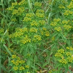 Euphorbia oblongata (Egg-leaf Spurge) at Isaacs Ridge Offset Area - 26 Nov 2017 by Mike