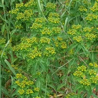 Euphorbia oblongata (Egg-leaf Spurge) at Isaacs Ridge Offset Area - 26 Nov 2017 by Mike