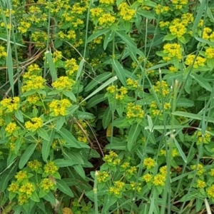 Euphorbia oblongata at Isaacs Ridge Offset Area - 26 Nov 2017