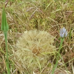 Tragopogon porrifolius subsp. porrifolius (Salsify, Oyster Plant) at Isaacs Ridge Offset Area - 26 Nov 2017 by Mike