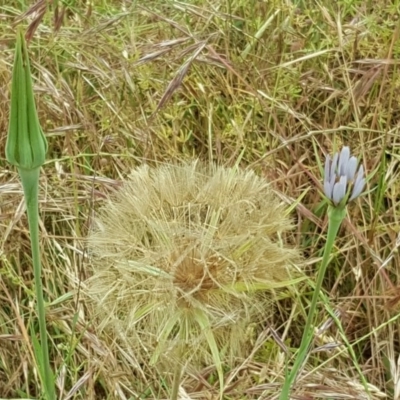 Tragopogon porrifolius subsp. porrifolius (Salsify, Oyster Plant) at Isaacs Ridge Offset Area - 26 Nov 2017 by Mike