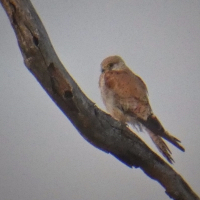 Falco cenchroides (Nankeen Kestrel) at Googong, NSW - 26 Nov 2017 by Wandiyali