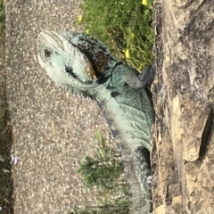 Intellagama lesueurii howittii (Gippsland Water Dragon) at Acton, ACT - 26 Nov 2017 by AaronClausen