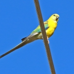 Neophema pulchella (Turquoise Parrot) - 1 Jan 1900 by RodDeb