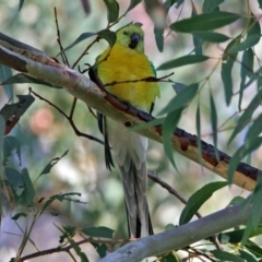 Neophema pulchella at Fyshwick, ACT - suppressed