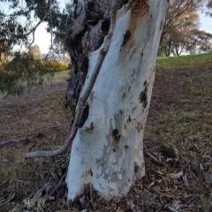 Eucalyptus mannifera (Brittle Gum) at Spence, ACT - 18 Sep 2017 by GriffinWilliamson