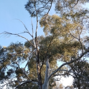 Eucalyptus mannifera at Mount Rogers - 18 Sep 2017 04:36 PM