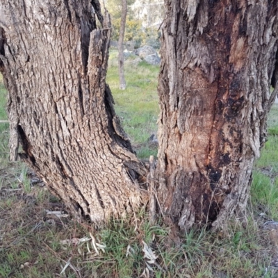 Eucalyptus bridgesiana (Apple Box) at Mount Rogers - 18 Sep 2017 by Griffin_Williamson