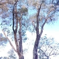 Eucalyptus bridgesiana at Mount Rogers - 18 Sep 2017 04:35 PM