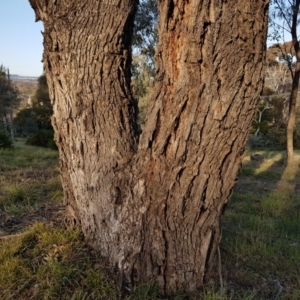 Eucalyptus bridgesiana at Mount Rogers - 18 Sep 2017