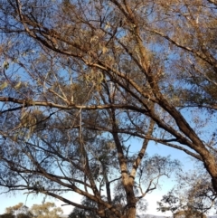 Eucalyptus bridgesiana at Mount Rogers - 18 Sep 2017