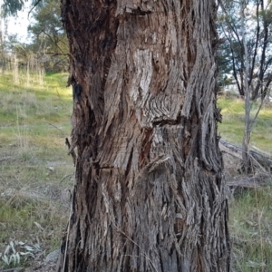 Eucalyptus melliodora at Mount Rogers - 18 Sep 2017 04:32 PM