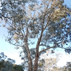 Eucalyptus melliodora at Mount Rogers - 18 Sep 2017 04:32 PM