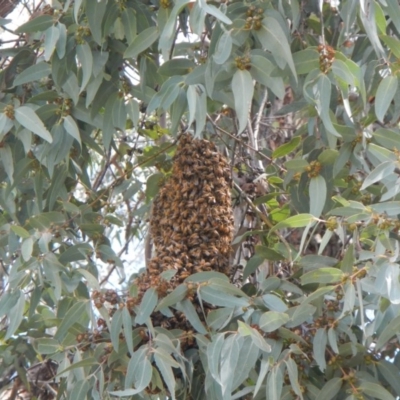 Apis mellifera (European honey bee) at Weetangera, ACT - 29 Oct 2017 by Alison Milton