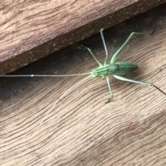 Phaneropterinae (subfamily) at Bungendore, NSW - 26 Nov 2017