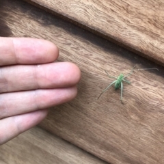 Phaneropterinae (subfamily) at Bungendore, NSW - 26 Nov 2017 03:01 PM