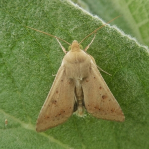 Helicoverpa punctigera at Googong, NSW - 26 Nov 2017 01:50 PM