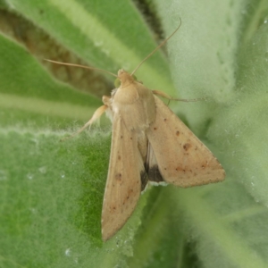 Helicoverpa punctigera at Googong, NSW - 26 Nov 2017