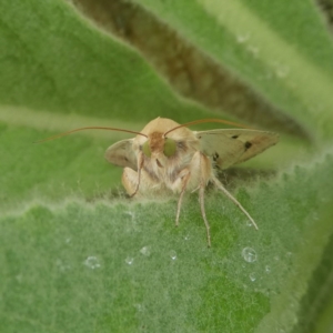 Helicoverpa punctigera at Googong, NSW - 26 Nov 2017