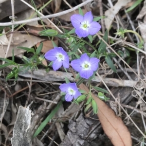 Veronica gracilis at Bungendore, NSW - 26 Nov 2017