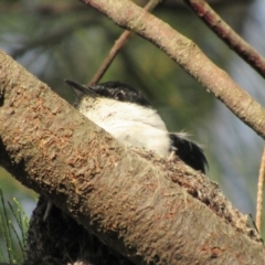 Lalage tricolor at Fyshwick, ACT - 25 Nov 2017 12:50 PM