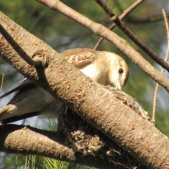 Lalage tricolor at Fyshwick, ACT - 25 Nov 2017 12:50 PM