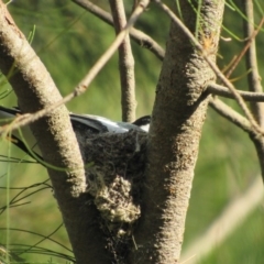 Lalage tricolor at Fyshwick, ACT - 25 Nov 2017 12:50 PM